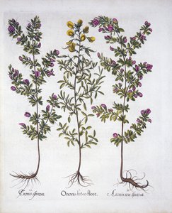 Yellow Rest-Harrow, Pink Rest-Harrow and Pink Thorny Rest-Harrow, from Hortus Eystettensis, by Basil Besler, pub. 1613 (hand-coloured engraving)