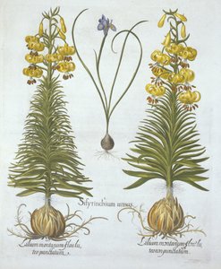 Yellow Turkscap Lily with Bulb and Dwarf Blue-Eyed Grass, from Hortus Eystettensis by German School