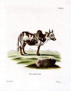 Zebu by German School