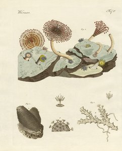 Zoophytes and Animal Plants