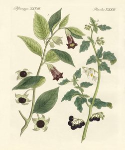 Indigenous Poisonous Plants