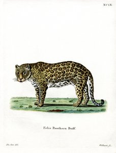 Leopard