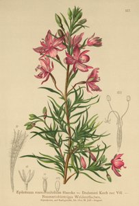 Rosemary-leaved Willowherb