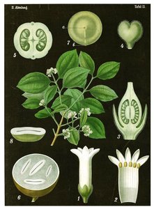 Strychnine Tree by German School