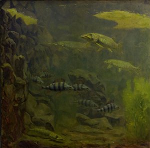 Pike and Perch in an Aquarium