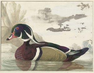 Carolina Duck