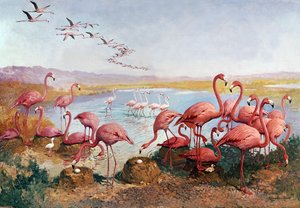 Pink flamingoes