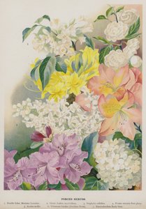 Forced Shrubs by Gertrude Hamilton