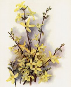 Forsythia Suspensa by Gertrude Hamilton