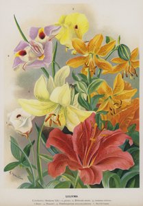 Lilies by Gertrude Hamilton