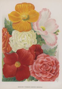 Seedling Tuberous Rooted Begonias by Gertrude Hamilton