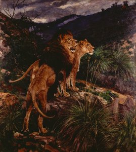 Lions Stalking