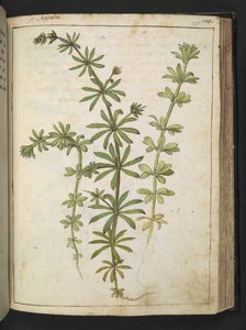 A plant with green leaves, from 