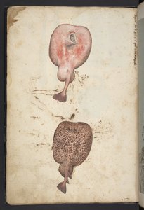 Paintings of flora of the Roman States, c.1564-84