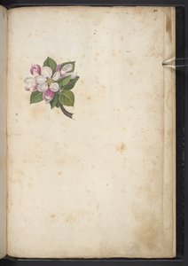 Blossom, from 