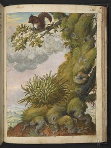 Bryophyte (moss) and a squirrel sitting on the branch of a tree, from 