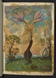 Colchicum autumnale, from "Paintings of Flora of the Roman States" by Gherardo Cibo by Gherardo Cibo