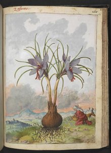 Crocus Sativus (Saffron), from 