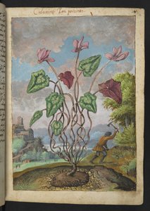 Cyclamen hederifolium, from 