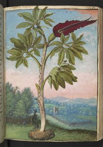 Dracunculus vulgaris, from "Paintings of Flora of the Roman States" by Gherardo Cibo by Gherardo Cibo