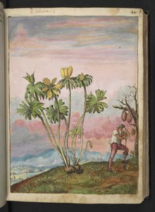 Eranthis hyemalis, from Paintings of Flora of the Roman States by Gherardo Cibo by Gherardo Cibo