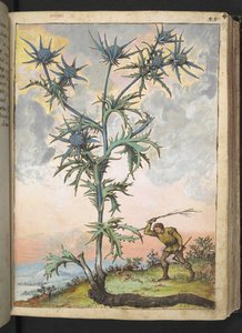 Eryngium maritimum, from "Paintings of Flora of the Roman States" by Gherardo Cibo by Gherardo Cibo