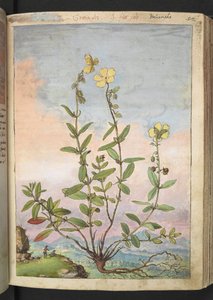 Helianthemum nummularium, from Paintings of Flora of the Roman States by Gherardo Cibo by Gherardo Cibo
