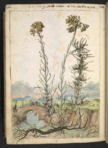 Helichrysum italicum: a plant with yellow buds, from 