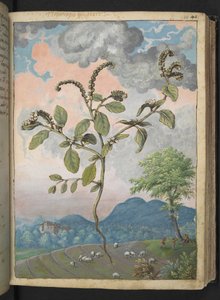 Heliotropium europeanum, from Paintings of Flora of the Roman States by Gherardo Cibo by Gherardo Cibo