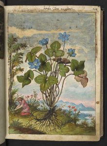 Hepatica nobilis: a plant with blue petals and a person digging or taking cuttings, from 