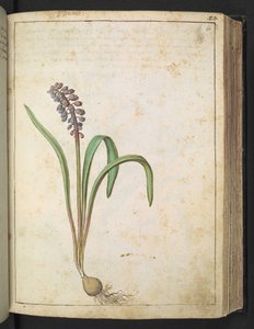 Hyacinthus, from Paintings of Flora of the Roman States by Gherardo Cibo by Gherardo Cibo