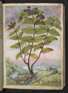 Hypericum hircinum, from 