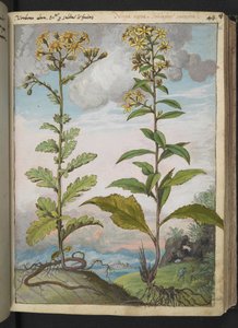 Jacobaeae vulgaris et Senecio ovatu, from "Paintings of Flora of the Roman States" by Gherardo Cibo by Gherardo Cibo