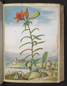 Lilium bulbiferum: A plant with red petals, from 
