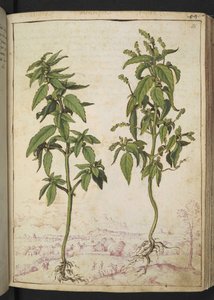 Mercurialis annua, from Paintings of Flora of the Roman States by Gherardo Cibo by Gherardo Cibo