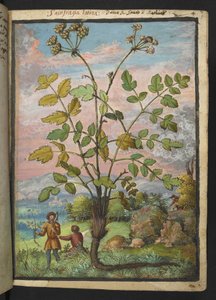 Oenanthe crocata, from Paintings of Flora of the Roman States by Gherardo Cibo by Gherardo Cibo