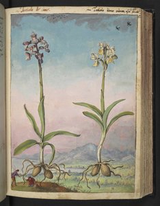 Orchis pallens: Two flowering plants, from 