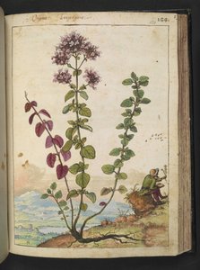 Origanum vulgare, from 