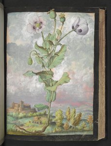 Papaver somniferum: A plant with white petals, from 