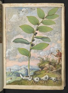Polygonatum odoratum, from 
