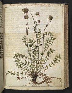 Sanguisorba Minor, from 