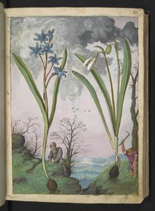 Scilla bifolia and Galanthus nivalis, from Paintings of Flora of the Roman States by Gherardo Cibo by Gherardo Cibo