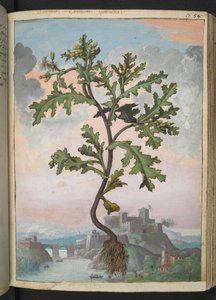Senecio vulgaris, from 
