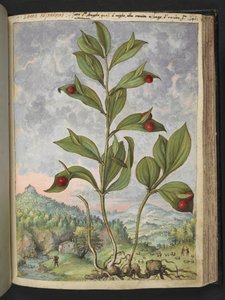 Streptopus amplexifolius (Twisted stalk), from 