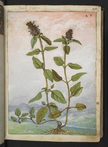 Symphytum bulbosum (Bulbous Comfrey), from 