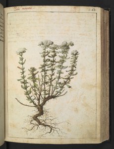 Teucrium montanum, from 