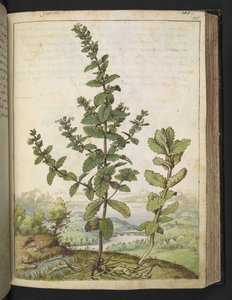 Teucrium scordium, from 