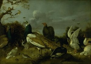 Peacocks, Ducks and other Animals