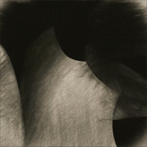 Flowing Sepia Curves