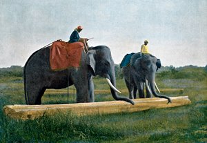 Elephants Moving a Log, Ceylon, c1890 by Gillot